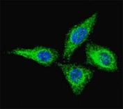 Fluorescent confocal image of HeLa cells stained with anti-Alkaline Phosphatase antibody at 1:100. Immunoreactivity is localized to the cytoplasm.