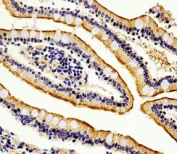 Immunohistochemical analysis of paraffin-embedded human small intestine section using anti-Alkaline Phosphatase antibody diluted at 1:100 dilution.
