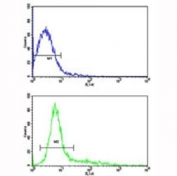 Flow cytometric analysis of Jurkat cells using CD9 antibody (bottom histogram) compared to a negative control (top histogram). FITC-conjugated goat-anti-rabbit secondary Ab was used for the analysis.