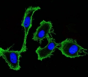 Immunofluorescent staining of human HeLa cells with CD9 antibody (green) and DAPI nuclear stain (blue).