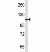 PCSK6 antibody western blot analysis in K562 lysate.
