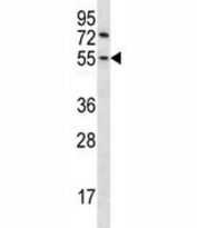 Gsk3b antibody western blot analysis in mouse NIH3T3 lysate. Predicted molecular weight ~50 kDa.