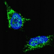 Fluorescent confocal image of SY5Y cells stained with LIN28B antibody. Alexa Fluor 488 conjugated secondary (green) was used (1:1000, 1h). Nuclei were counterstained with Hoechst 33342 (blue) (10 ug/ml, 5 min). LIN28B immunosignal is localized predominantly to the cytoplasm.