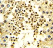 IHC analysis of FFPE human testis tissue stained with LIN28B antibody