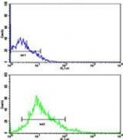 Flow cytometric analysis of HL-60 cells using LIN28B antibody (green) compared to a negative control (blue). FITC-conjugated goat-anti-rabbit secondary Ab was used for the analysis.