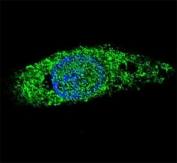 Confocal immunofluorescent analysis of LIN28B antibody and HepG2 cells with Alexa Fluor 488-conjugated secondary (green). DAPI was used to stain the cell nuclear (blue).