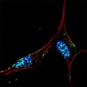 Fluorescent confocal image of SY5Y cells stained with NANOG antibody at 1:50. Immunoreactivity is localized mainly to the nuclei of the cells.