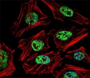 Fluorescent confocal image of HeLa cell stained with NANOG antibody at 1:25. Immunoreactivity is localized to the nucleus.