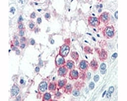 IHC analysis of FFPE human testis tissue stained with NANOG antibody