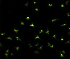 Immunofluorescence analysis of NANOG antibody with HeLa cells . Primary antibody was followed by FITC-conjugated goat anti-rabbit lgG (whole molecule). FITC emits green fluorescence.