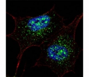 Fluorescent confocal image of SY5Y cells stained with NANOG antibody at 1:200. NANOG immunoreactivity is localized mainly to the nuclei and also to the cytoplasm.