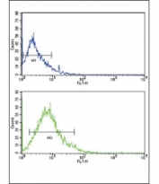 Flow cytometric analysis of HL-60 cells using GLUT2 antibody (bottom histogram) compared to a negative control (top histogram). FITC-conjugated goat-anti-rabbit secondary Ab was used for the analysis.