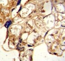 ABCG2 antibody immunohistochemistry analysis in formalin fixed and paraffin embedded human placenta tissue