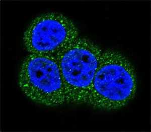 Confocal immunofluorescent analysis of ACTC1 antibody with HeLa cells followed by Alexa Fluor 488-conjugated goat anti-rabbit lgG (green). DAPI was used as a nuclear counterstain (blue).