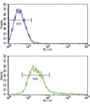 Flow cytometric analysis of CEM cells using ADAM17 antibody (green) compared to a <a href=../search_result.php?search_txt=n1001>negative control</a> (blue). FITC-conjugated goat-anti-rabbit secondary Ab was used for the analysis.