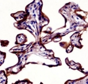 Placental Alkaline Phosphatase antibody immunohistochemistry analysis in formalin fixed and paraffin embedded human placenta tissue.