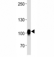 CD19 antibody western blot analysis in Raji lysate.  Expected size is 60~100 kDa depending on glycosylation level.