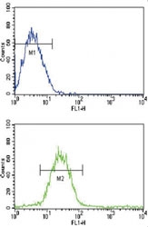 Flow cytometric analysis of CEM cells using CD19 antibody (bottom histogram) compared to a negative control cell (top histogram). FITC-conjugated goat-anti-rabbit secondary Ab was used for the analysis.