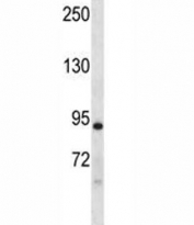 Dclk1 antibody western blot analysis in mouse liver tissue lysate. Predicted molecular weight: 84/41 kDa.