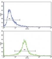 Flow cytometric analysis of 293 cells using CDC2 antibody (green) compared to a <a href=../search_result.php?search_txt=n1001>negative control</a> (blue). FITC-conjugated goat-anti-rabbit secondary Ab was used for the analysis.