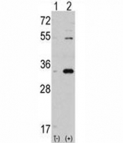 Western blot analysis of CDC2 antibody and 293 cell lysate either nontransfected (Lane 1) or transiently transfected with the CDC2 gene (2).