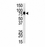 Western blot analysis of TLR1 antibody and mouse spleen cell lysate. Predicted molecular weight ~90 kDa.