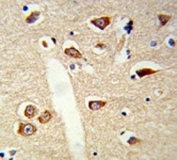 IHC analysis of FFPE mouse brain tissue stained with TLR3 antibody