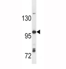 Anti-TLR7 antibody western blot analysis in Ramos lysate~