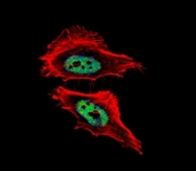 Fluorescent confocal image of HeLa cells stained with CTBP1 antibody. Alexa Fluor 488 secondary was used (green). CTBP1 immunoreactivity is localized to the nucleus.