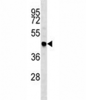 TRAF4 antibody western blot analysis in HepG2 lysate. Predicted molecular weight: ~54 kDa.