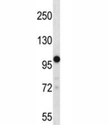 TRPM4 antibody western blot analysis in 293 lysate.