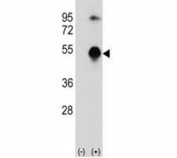 Western blot analysis of GATA3 antibody and 293 cell lysate (2 ug/lane) either nontransfected (Lane 1) or transiently transfected (2) with the GATA3 gene.