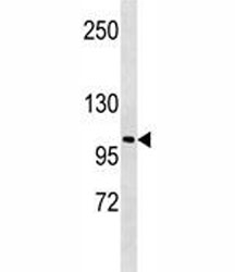 LOXL2 antibody western blot analysis in A549 lysate.