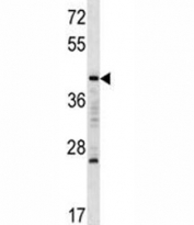MAFA antibody western blot analysis in K562 lysate. Predicted molecular weight ~37 kDa.