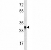 CDK1 antibody western blot analysis in mouse Neuro-2a lysate. Predicted molecular weight: ~33 kDa.