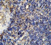 IHC analysis of FFPE human tonsil stained with CD45 antibody