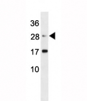 Erythropoietin antibody western blot analysis in mouse L929 lysate.