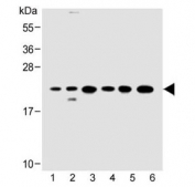 Western blot testing of 1) human HeLa, 2) human 293/T17, 3) mouse C2C12, 4) rat C6, 5) human HT-29 and 6) rat PC-12 cell lysate with KRAS antibody at 1:500. Expected molecular weight: 20-25 kDa.