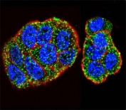 Confocal immunofluorescent analysis of KRAS antibody with WiDr cells followed by Alexa Fluor 488-conjugated goat anti-rabbit lgG (green). Actin filaments have been labeled with Alexa Fluor 555 Phalloidin (red). DAPI was used as a nuclear counterstain (blue).