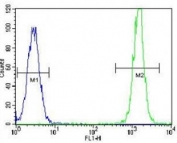 KRAS antibody flow cytometric analysis of HeLa cells (right histogram) compared to a negative control (left histogram). FITC-conjugated goat-anti-rabbit secondary Ab was used for the analysis.