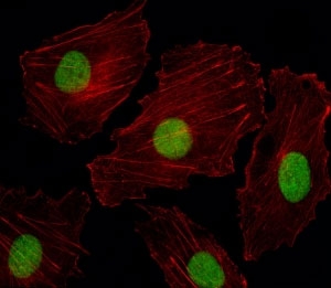 Fluorescent image of HUVEC cells stained with ISL2 antibody. Alexa Fluor 488 secondary was used. Cytoplasmic actin was counterstained with Alexa Fluor 555 (red) conjugated Phalloidin. ISL2 immunoreactivity is localized to the nucleus.~