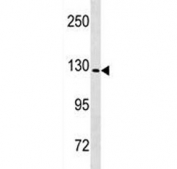 Western blot testing of mouse heart lysate with Nlrp6 antibody. Predicted molecular weight ~97 kDa.