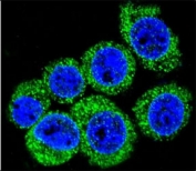 Confocal immunofluorescent analysis of LEP antibody with HeLa cells followed by Alexa Fluor 488-conjugated goat anti-rabbit lgG (green). DAPI was used as a nuclear counterstain (blue).