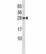 CD79b antibody western blot analysis in mouse liver tissue lysate