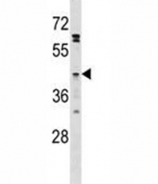 GPR120 antibody western blot analysis in HepG2 lysate.