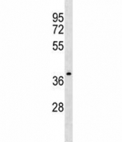 NDRG4 antibody western blot analysis in CEM lysate.