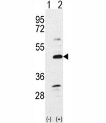 Western blot analysis of BMP7 antibody and 293 cell lysate either nontransfected (Lane 1) or transiently transfected with the BMP7 gene (2). Predicted molecular weight: 47 kDa protein cleaved into ~33 and ~15 kDa segments.