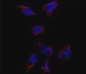 Immunofluorescence analysis of BMP7 antibody and HeLa cells. Primary Ab was followed by Alexa-Fluor-546-conjugated donkey anti-rabbit lgG (H+L). Alexa-Fluor-546 emits orange fluorescence. Blue counterstaining is DAPI.