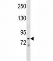 LOXL4 antibody western blot analysis in mouse liver tissue lysate.