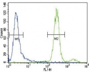 HGF antibody flow cytometric analysis of CEM cells (green) compared to a <a href=../search_result.php?search_txt=n1001>negative control</a> (blue). FITC-conjugated goat-anti-rabbit secondary Ab was used for the analysis.